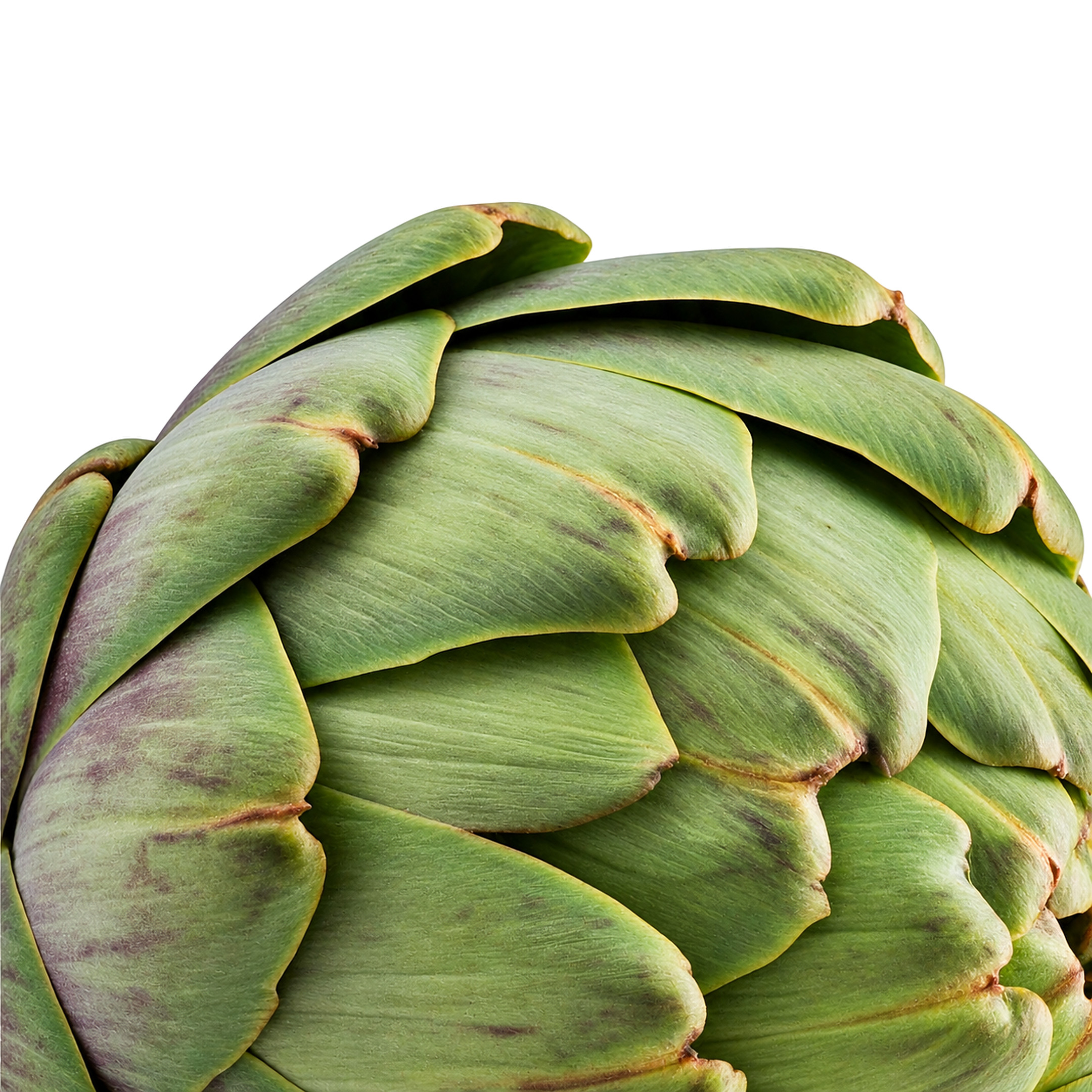 Alcachofa