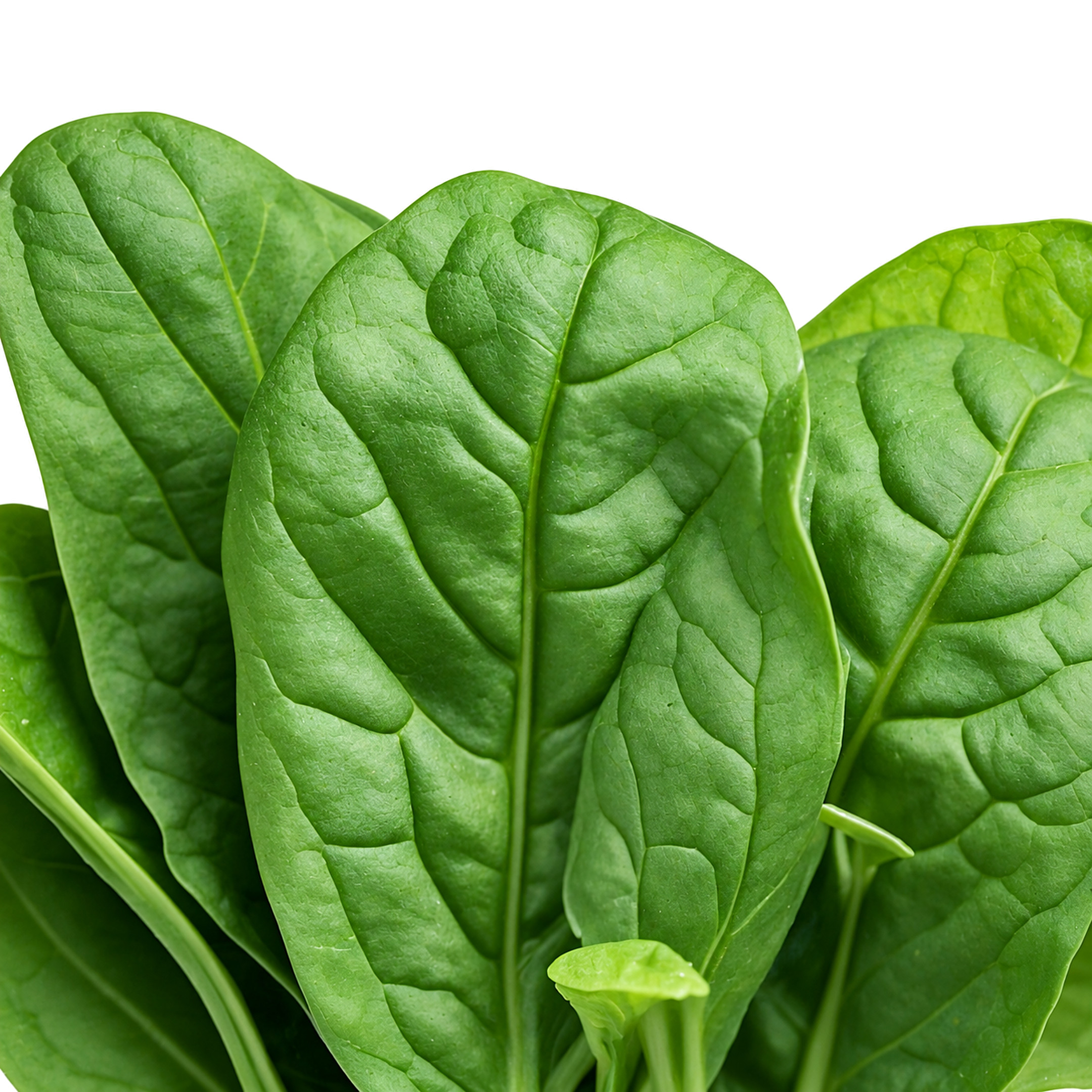 Espinaca
